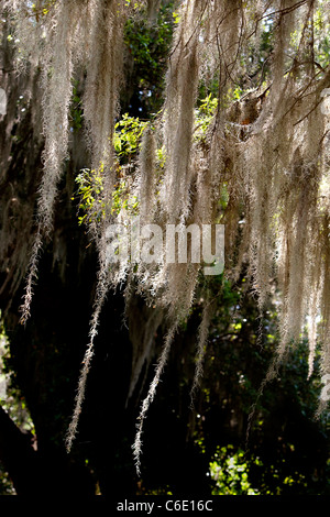 La mousse espagnole pend d'un arbre de chêne Vivre à Charleston, Caroline du Sud. Banque D'Images