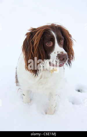 Spaniel dans la neige en hiver dans l'Essex, Angleterre Banque D'Images