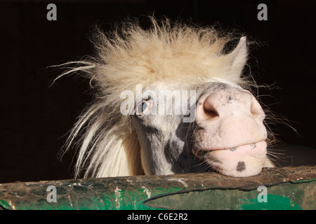 Poney Shetland à plus d'Hipodromo porte à l'équitation, Mijas-Costa, la province de Malaga, Costa del Sol, Espagne. Banque D'Images