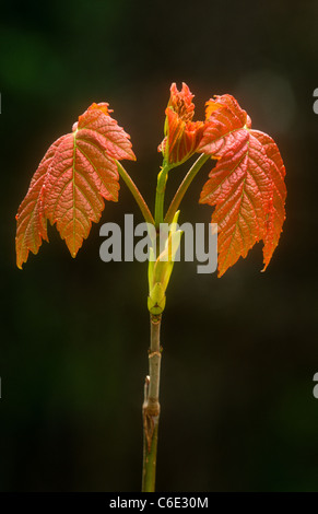 L'érable sycomore ou grand, de nouvelles feuilles, Acer pseudoplatanus, Derbyshire Banque D'Images