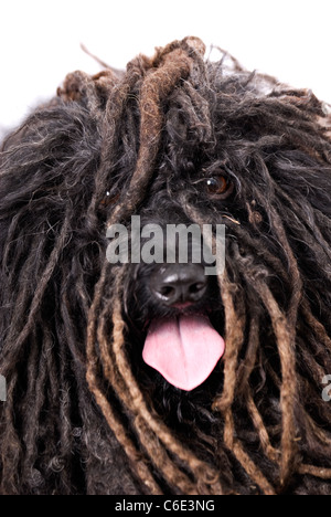 Close up portrait avec le normalement caché yeux d'un chien Puli sur fond blanc Banque D'Images