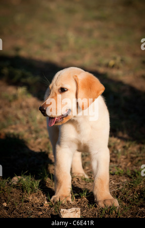 Labrador Retriever chiot Banque D'Images