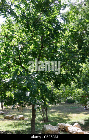 Coupe Mosseycup Mossy Oak Bur Burr Banque D'Images