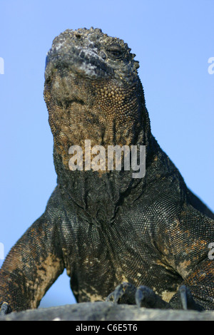 Iguane marin se réchauffer sur un rocher après avoir mangé des algues dans l'océan. Banque D'Images