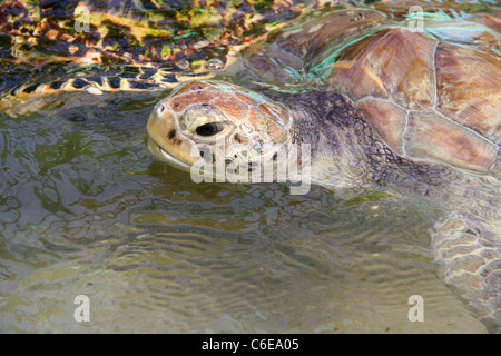 Tortue de mer se lève pour une respiration Banque D'Images