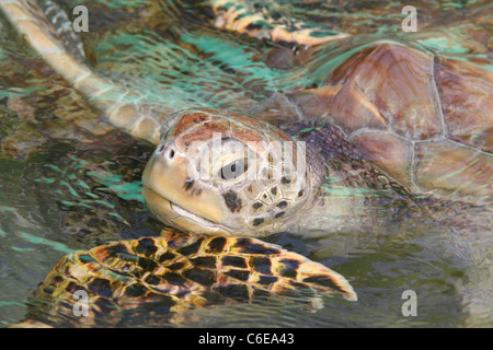 Tortue de mer se lève pour l'air Banque D'Images