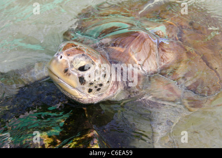 Turtle sera un souffle Banque D'Images