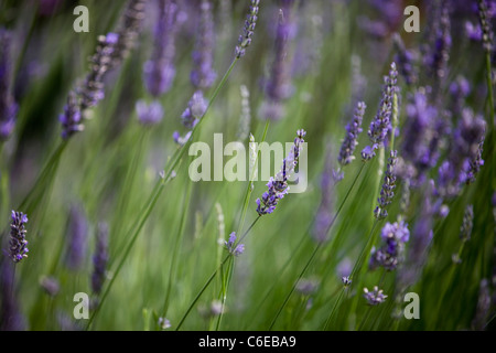 La lavande en fleur en été, Lavandula angustifolia Banque D'Images