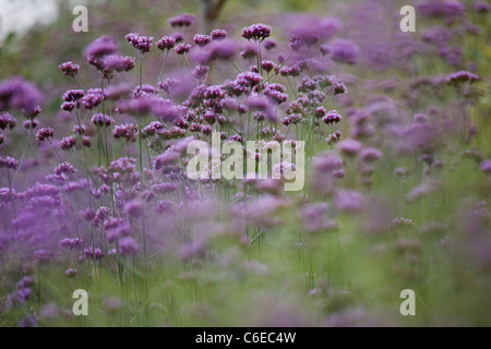 Verbena bonariensis violet fleurs en fleurs Banque D'Images