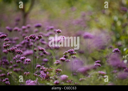 Verbena bonariensis violet fleurs en fleurs Banque D'Images