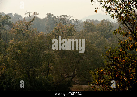 Himalayan,Forêt, Chilla-Rajaji Park-Uttarakhand nationale-L'Inde . Banque D'Images