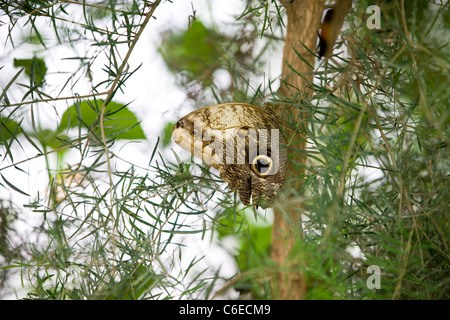 Un hibou papillon Caligo Memnon reposant sur un arbre, side view Banque D'Images