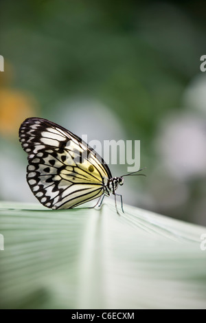 Une nymphe des arbres Malabar, idée malabarica papillon sur une feuille Banque D'Images