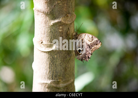 Un hibou papillon Caligo Memnon reposant sur un arbre, side view Banque D'Images