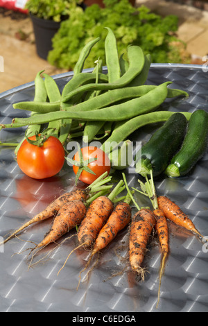 Home Grown fraîchement cueillis haricots, courgettes, tomates et carottes Banque D'Images