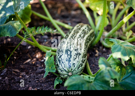 Une croissance de la moelle osseuse dans un potager Banque D'Images