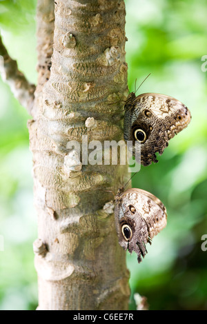 Deux papillons Hibou Caligo Memnon reposant sur un arbre, side view Banque D'Images