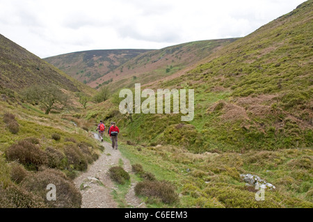 Marcher le long de cendres creux, sur des petites vallées fonctionnant en bas du Long Mynd près de Little Stretton, Shropshire Banque D'Images