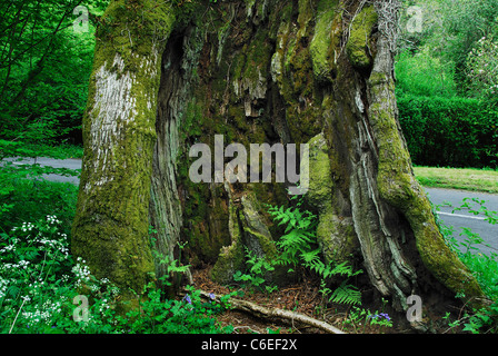 Le Remedy Oak à Dorset, un ancien arbre creux UK Banque D'Images