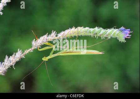 Mante religieuse européenne - European mantis Mantis religiosa) (spécimen vert en attente de proie sur une fleur Banque D'Images