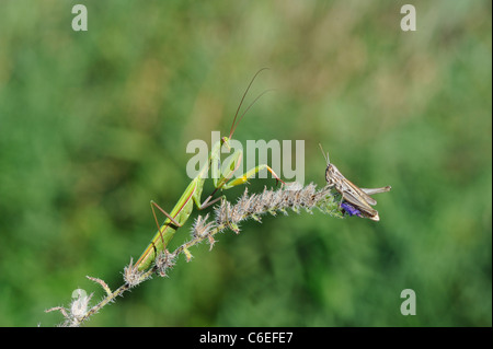 Mante religieuse européenne - European Mantis religiosa (Mantis) prêt à attraper une sauterelle Banque D'Images