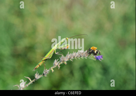 Mante religieuse européenne - European Mantis religiosa (Mantis) prêt à attraper un bourdon sur une fleur Banque D'Images