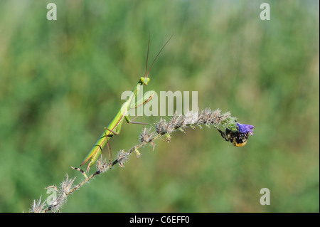 Mante religieuse européenne - European Mantis religiosa (Mantis) prêt à attraper un bourdon sur une fleur Banque D'Images