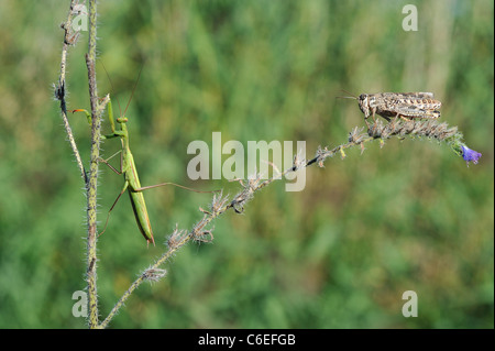 Mante religieuse européenne - European mantis Mantis religiosa) (spécimen vert sur une fleur avec un criquet italien Banque D'Images