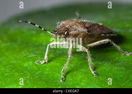 Macro de prunelle bug Banque D'Images