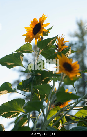 USA, Montana, Whitefish, Close-up of sunflower Banque D'Images