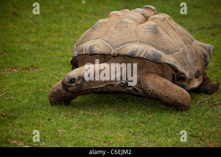 Tortue d'Aldabra (Aldabrachelys gigantea) Banque D'Images
