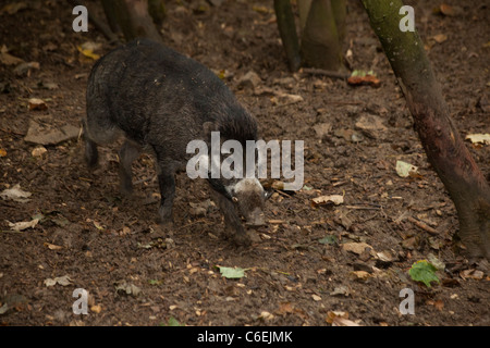 Warty Visayan Pig (Sus cebifrons) Banque D'Images