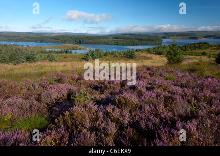 La lande de bruyère à plus de Kielder Water et parc de la forêt de Kielder dans Northumberland Banque D'Images