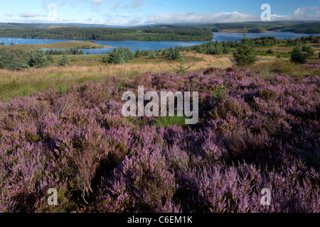 La lande de bruyère à plus de Kielder Water et parc de la forêt de Kielder dans Northumberland Banque D'Images