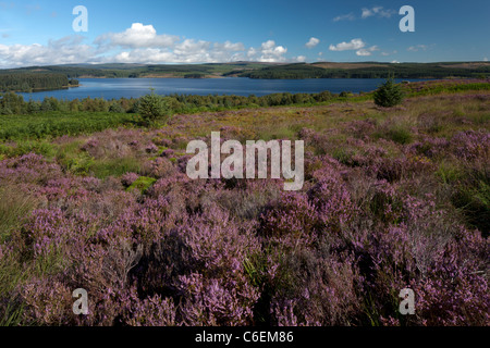 La lande de bruyère à plus de Kielder Water et parc de la forêt de Kielder dans Northumberland Banque D'Images