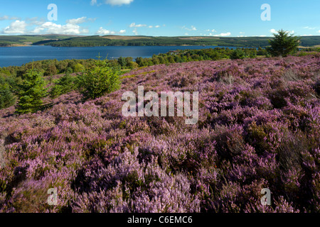 La lande de bruyère à plus de Kielder Water et parc de la forêt de Kielder dans Northumberland Banque D'Images