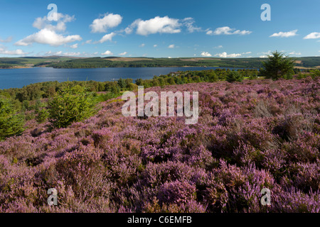 La lande de bruyère à plus de Kielder Water et parc de la forêt de Kielder dans Northumberland Banque D'Images