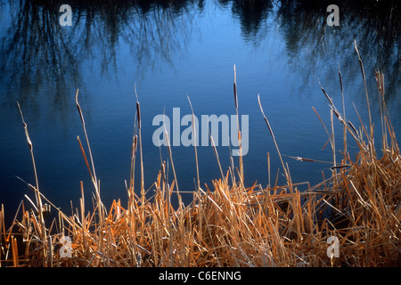 Côté eau, les quenouilles et les roseaux en dehors de Buena Vista, Colorado. Banque D'Images