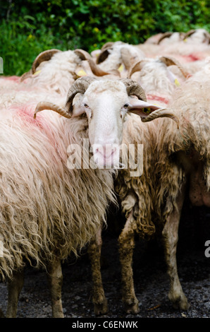 Troupeau de moutons dans les montagnes. Banque D'Images