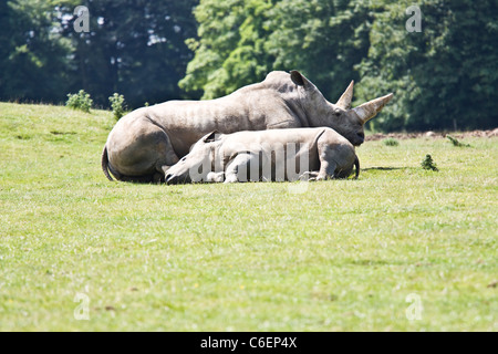 White Rhino d'Asie et de l'enfant portant sur l'herbe Banque D'Images