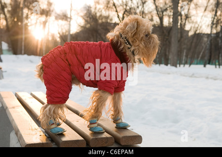 Le chien de race le griffon de bruxelles promenades dans l'hiver dans une veste chaude et des bottes. Banque D'Images