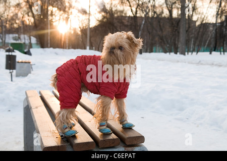 Le chien de race le griffon de bruxelles promenades dans l'hiver dans une veste chaude et des bottes. Banque D'Images