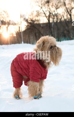 Le chien de race le griffon de bruxelles promenades dans l'hiver dans une veste chaude et des bottes. Banque D'Images