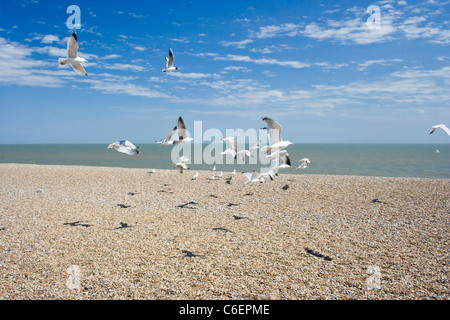 Mouettes, Aldeborough. Banque D'Images