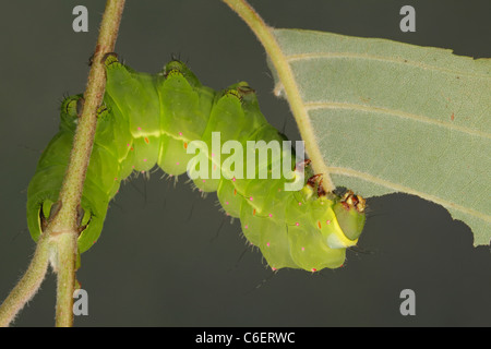 Luna moth caterpillar (Actias luna) Banque D'Images