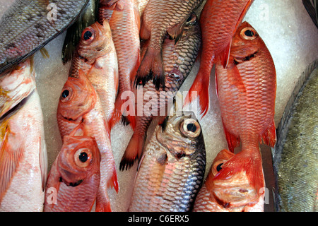 Poisson frais allongé sur la glace au marché. Banque D'Images