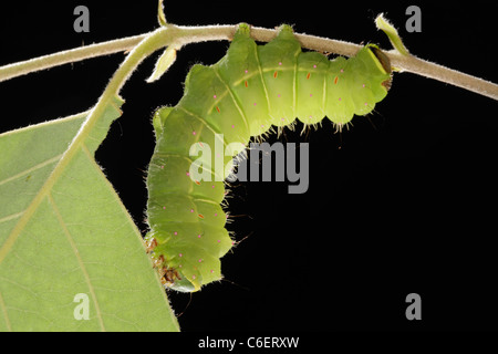 Luna moth caterpillar (Actias luna) Banque D'Images