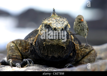 Iguanes marins (Amblyrhynchus cristatus) avec bains de soleil oiseau finch pour compagnie. L'île de San Cristobal, Galapagos, Equateur Banque D'Images