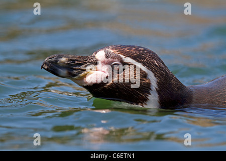 Dans l'eau de pingouins de Humboldt (Spheniscus humboldti) Banque D'Images