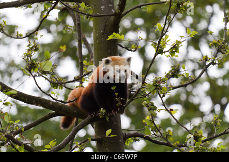 Un petit panda assis dans un arbre. Prises sur le Zoo de Chester. Banque D'Images